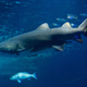 Tiburón en un acuario. Getty
